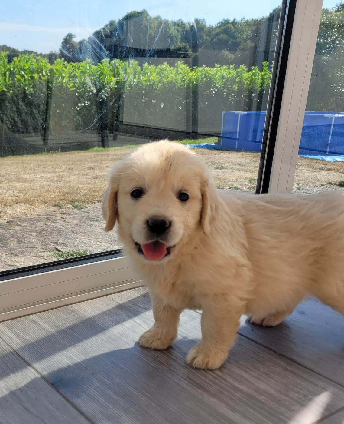 CHIOT 4