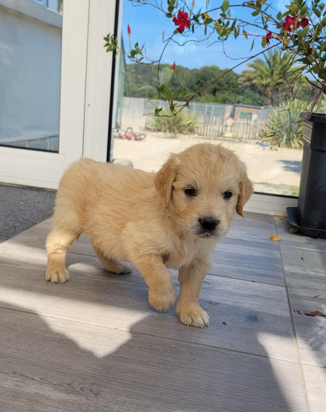 CHIOT 6
