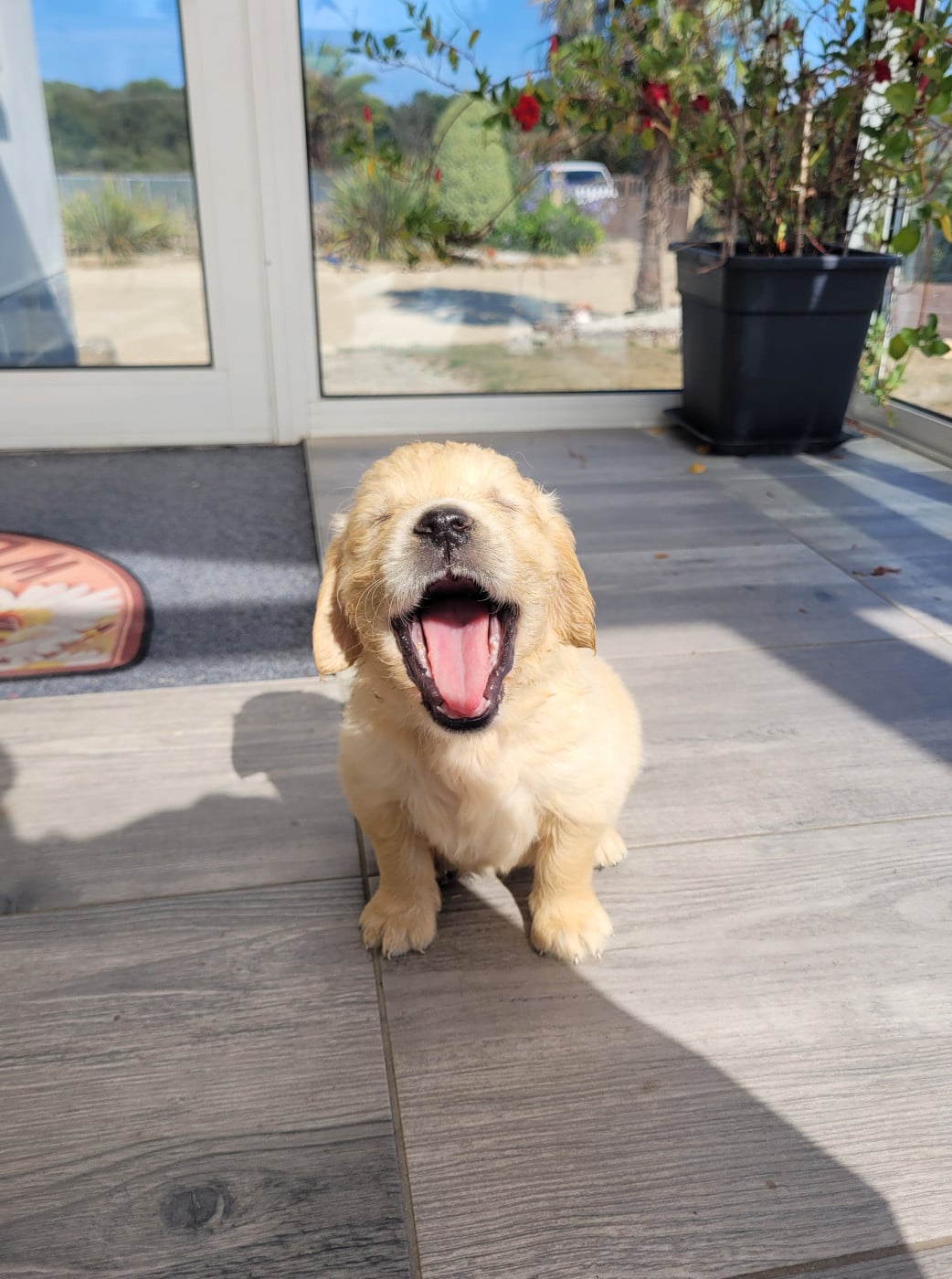CHIOT 6