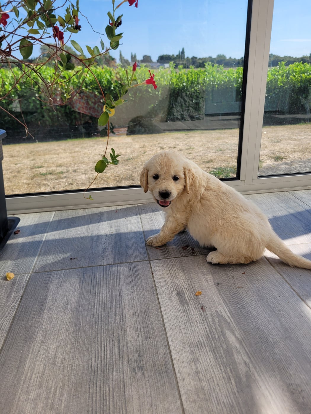 CHIOT 12