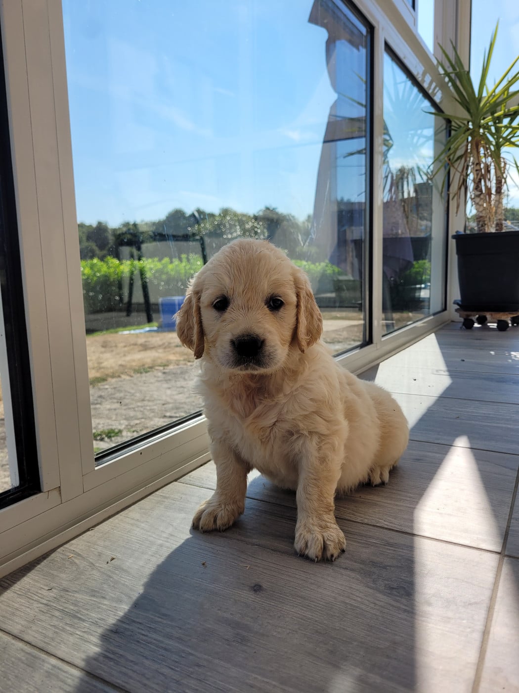 CHIOT 12