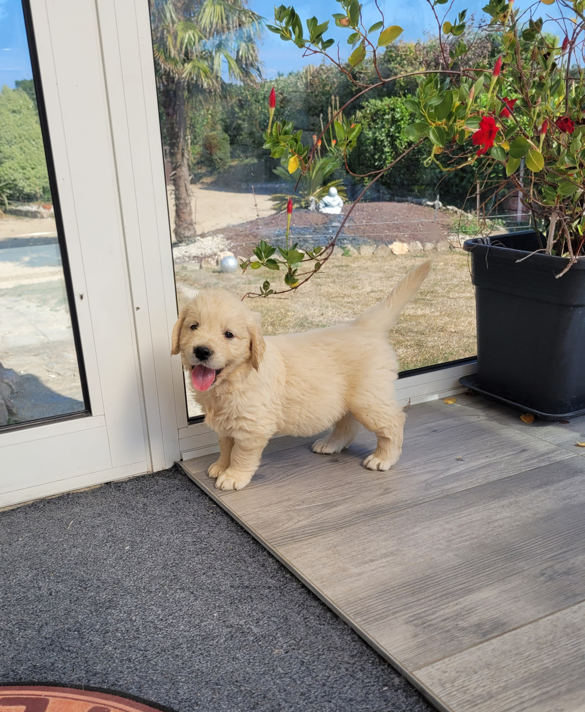 CHIOT 13
