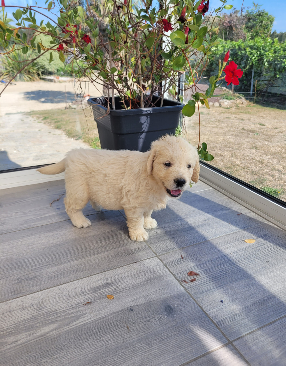CHIOT 13