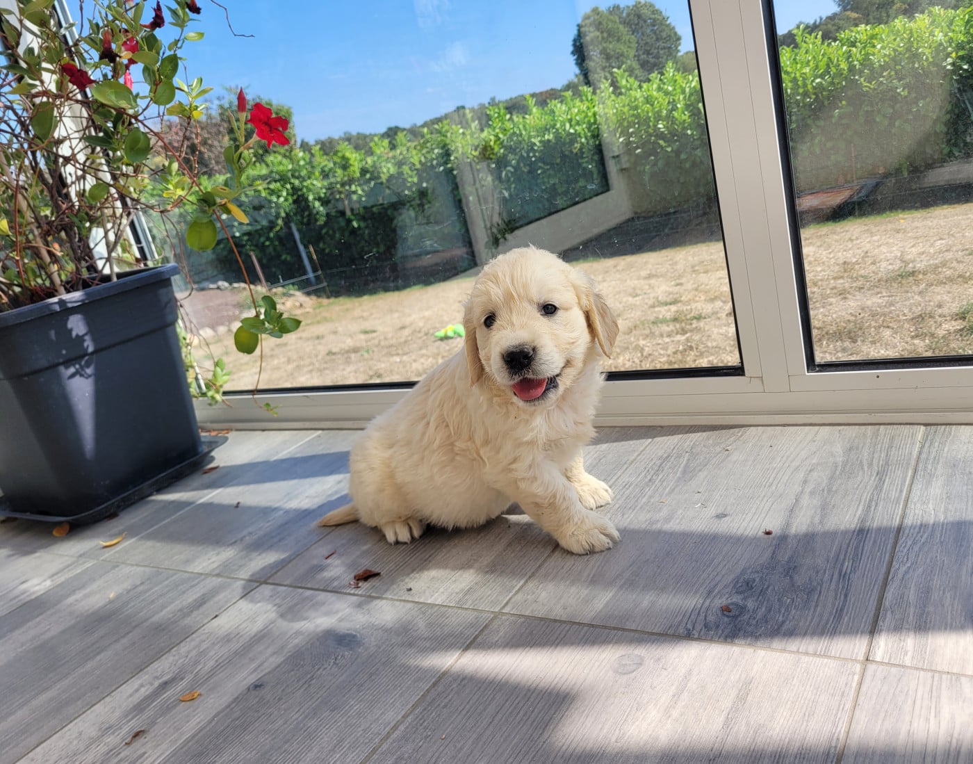 CHIOT 8
