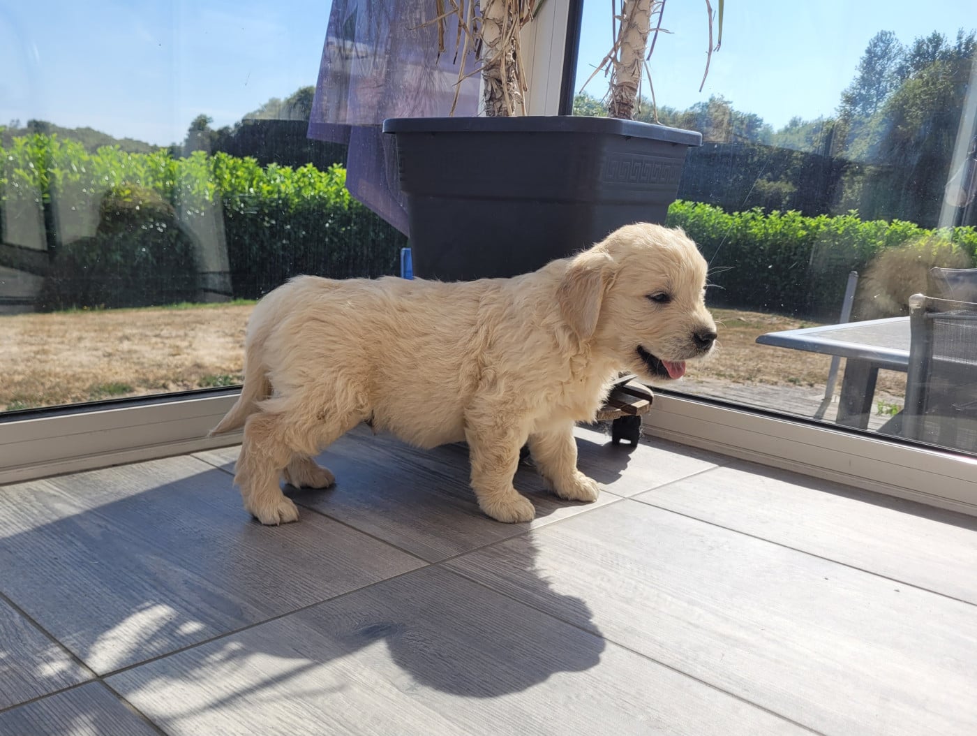 CHIOT 8