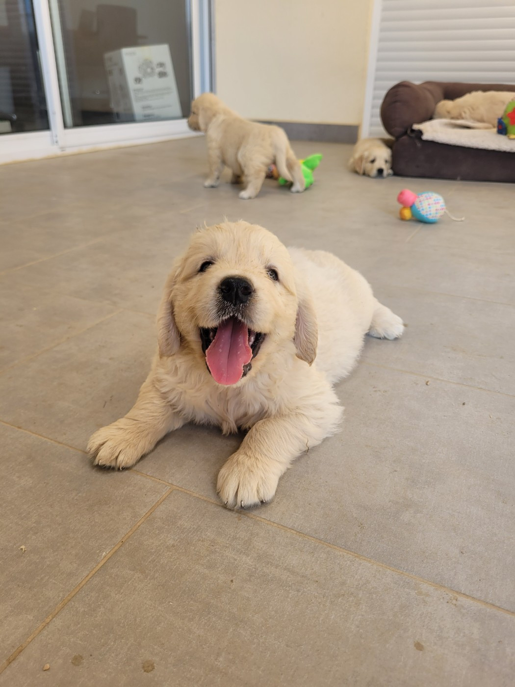 CHIOT 9