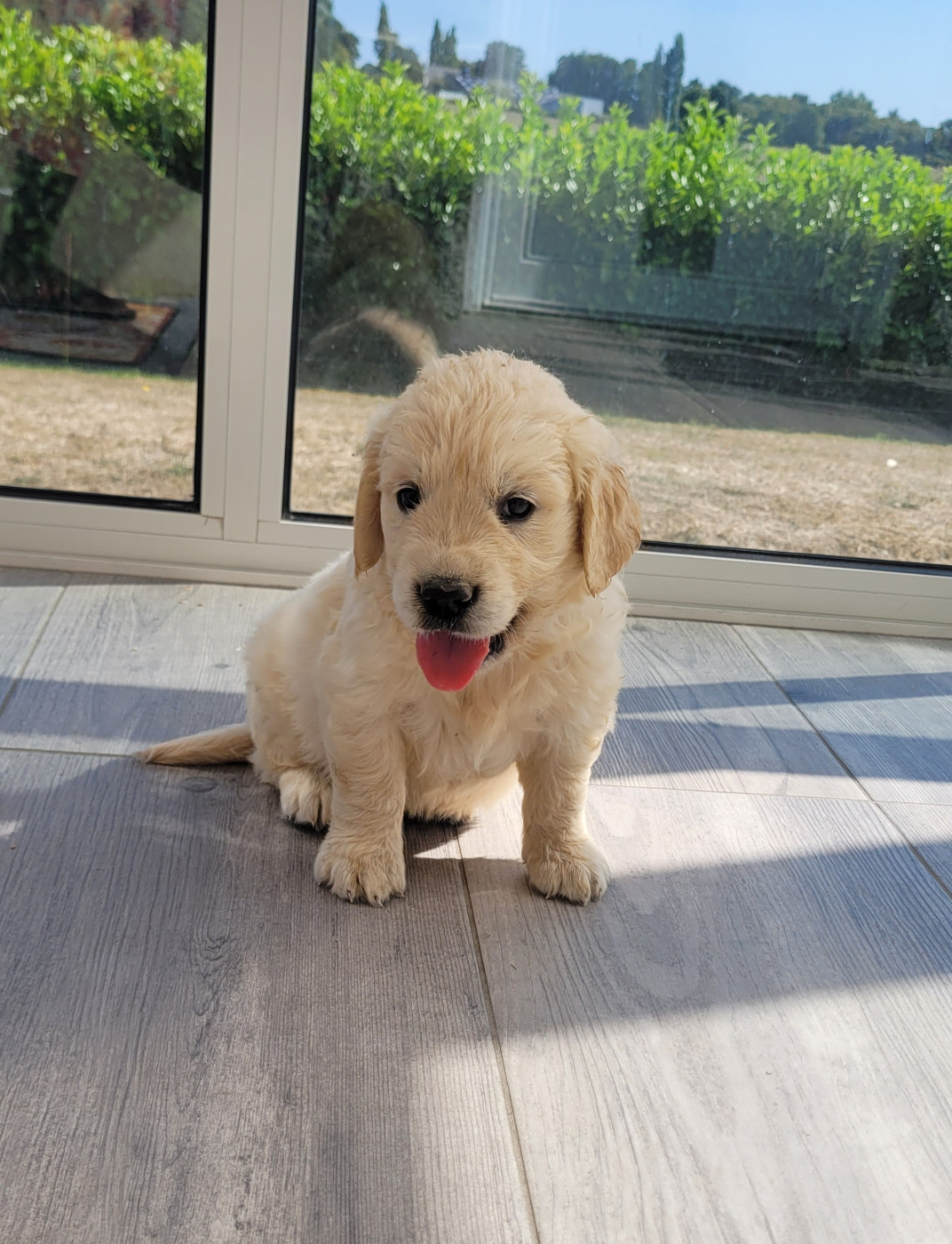 CHIOT 10