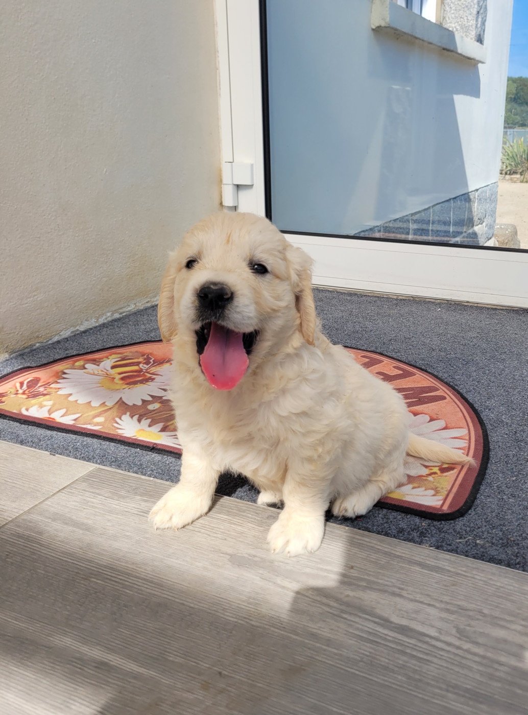 CHIOT 10