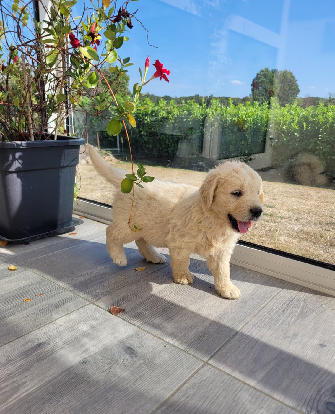 CHIOT 11
