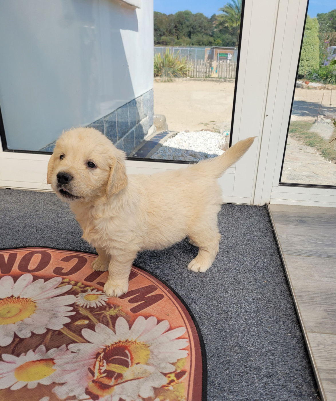 CHIOT 11