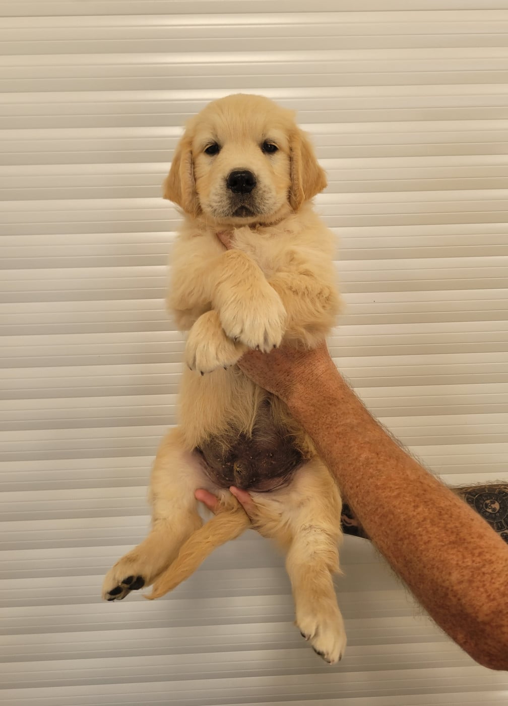CHIOT 1