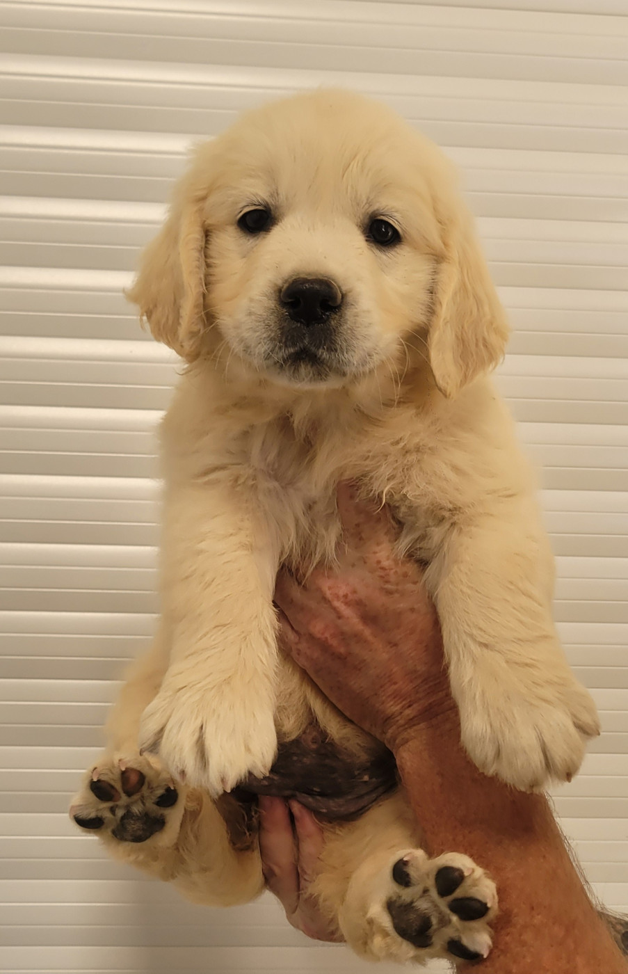 CHIOT 3