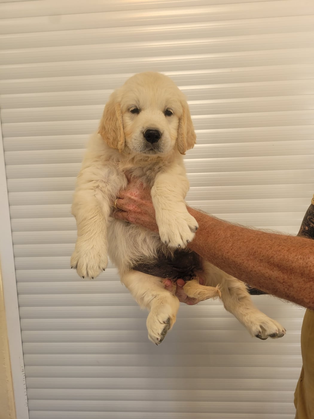 CHIOT 4