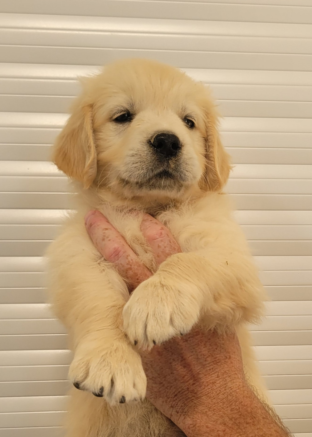 CHIOT 6