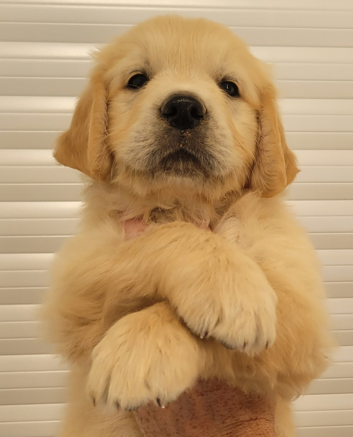 CHIOT 8
