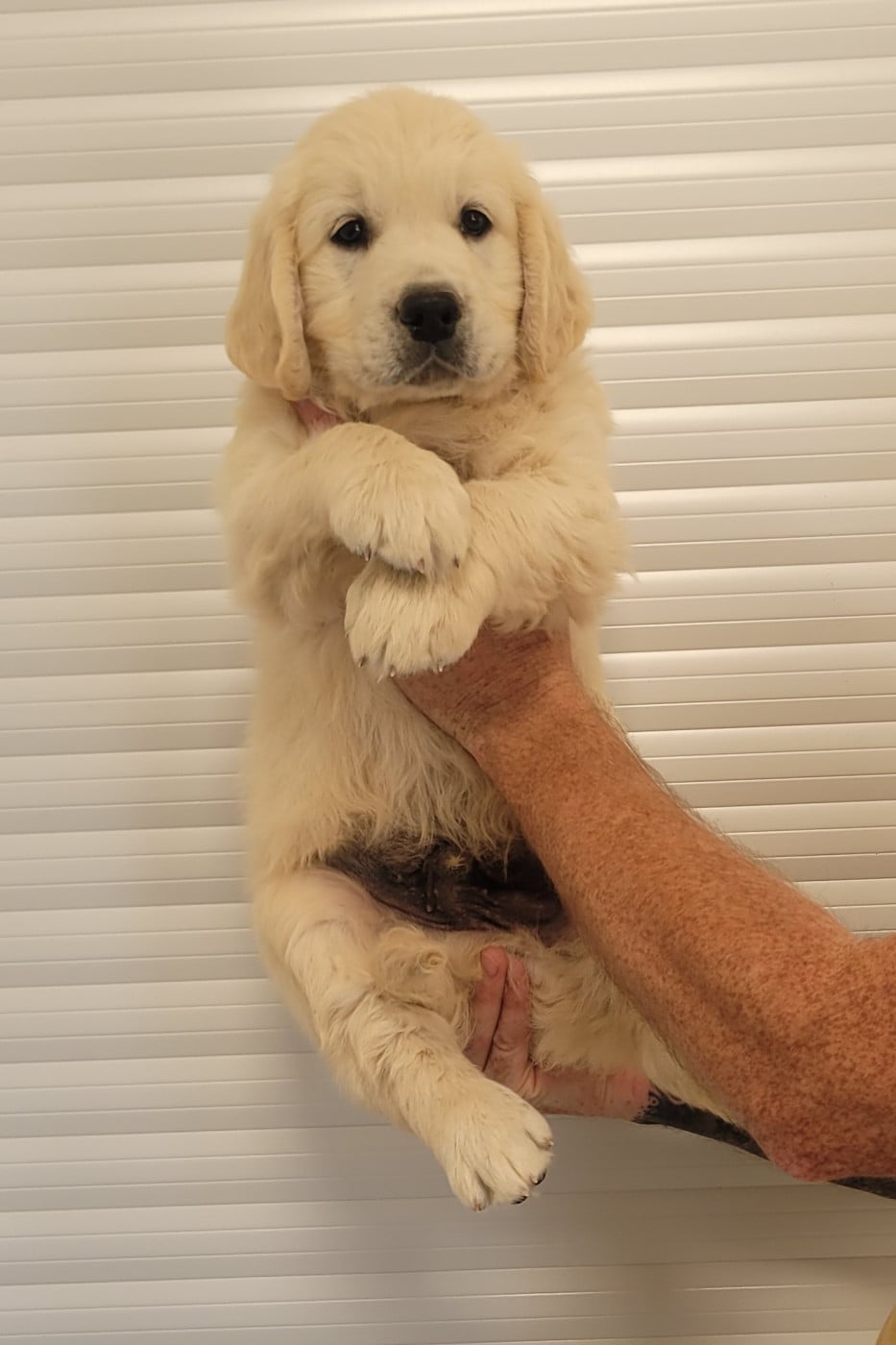 CHIOT 9