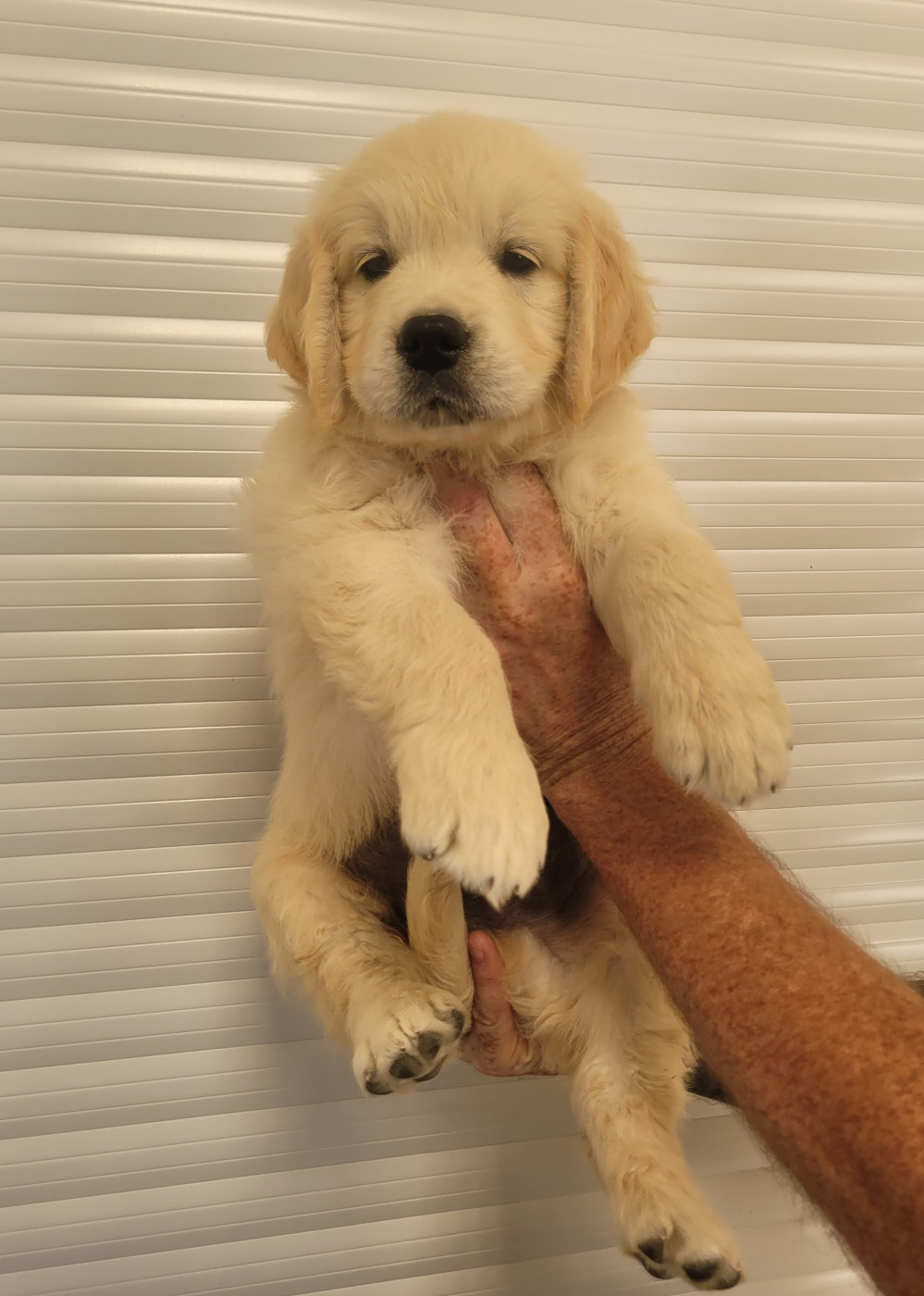 CHIOT 10