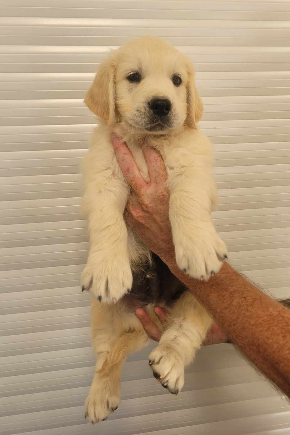 CHIOT 11
