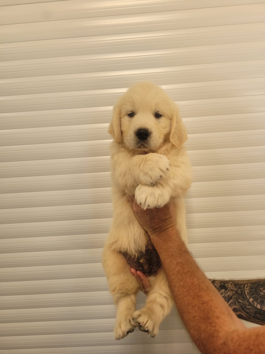 CHIOT 12