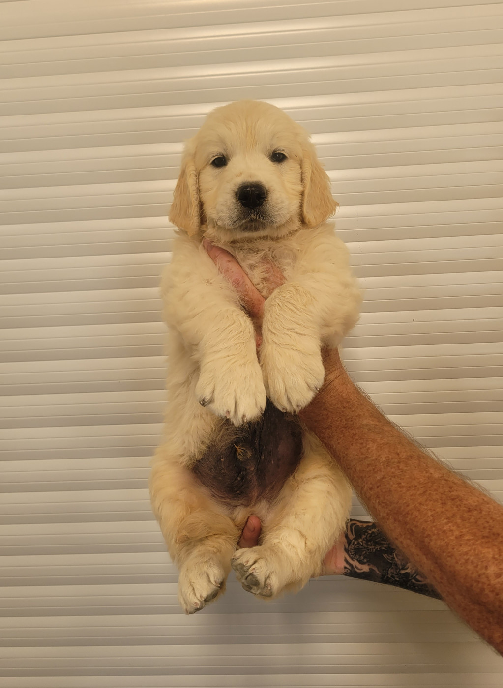CHIOT 13