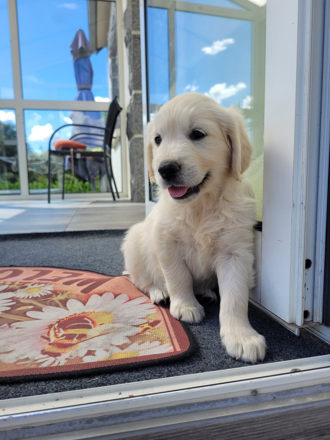 CHIOT 7