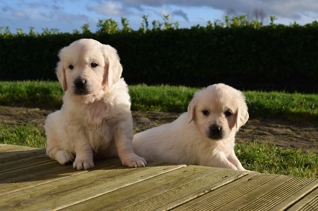 Chiot Golden Retriever, mâle disponible en Bretagne, 29