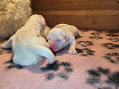 Les chiots de Golden Retriever