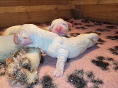 Les chiots de Golden Retriever