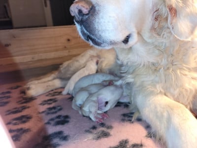 Les chiots de Golden Retriever