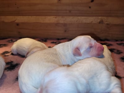 Les chiots de Golden Retriever