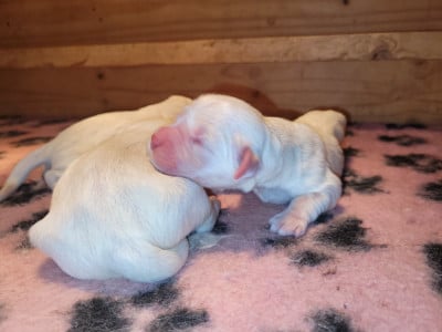 Les chiots de Golden Retriever