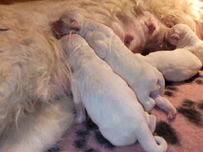 Les chiots de Golden Retriever