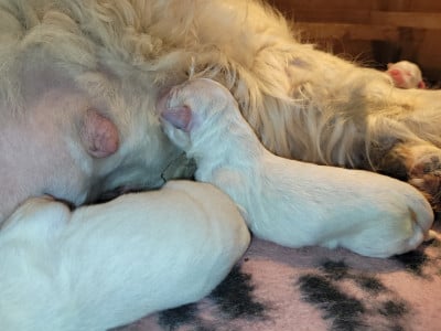 Les chiots de Golden Retriever