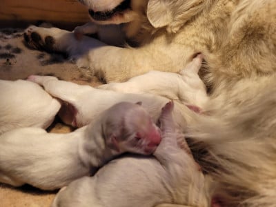 Les chiots de Golden Retriever