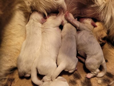 Les chiots de Golden Retriever