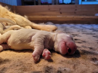 Les chiots de Golden Retriever