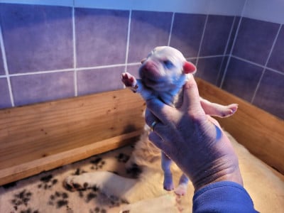 Les chiots de Golden Retriever