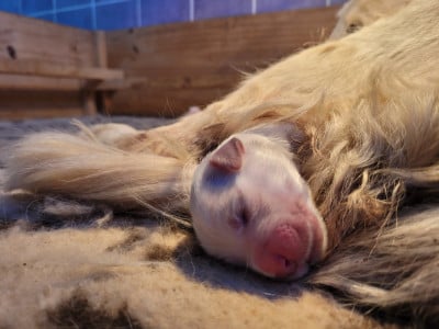 Les chiots de Golden Retriever