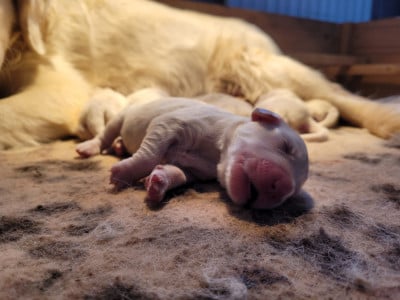 Les chiots de Golden Retriever