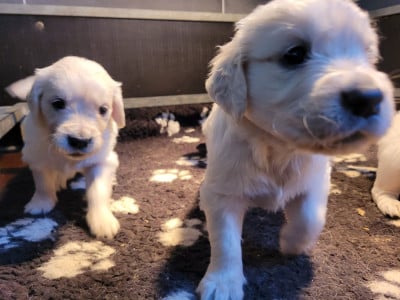 Les chiots de Golden Retriever