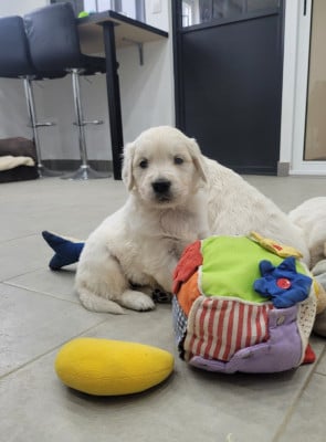 Les chiots de Golden Retriever