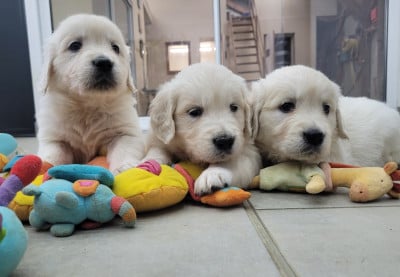 Les chiots de Golden Retriever
