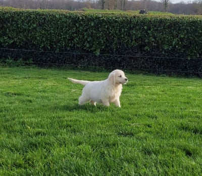 Les chiots de Golden Retriever