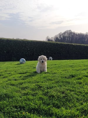 Les chiots de Golden Retriever