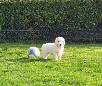 Les chiots de Golden Retriever