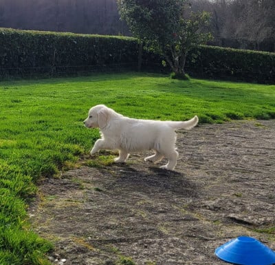 Les chiots de Golden Retriever