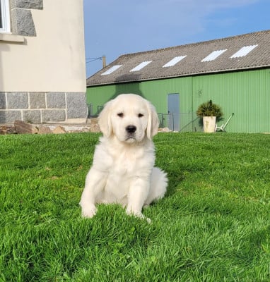 Les chiots de Golden Retriever
