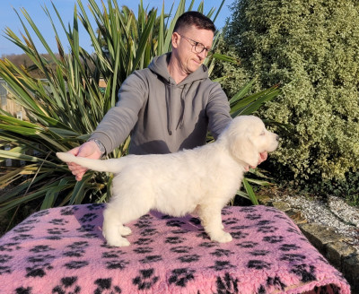 Les chiots de Golden Retriever