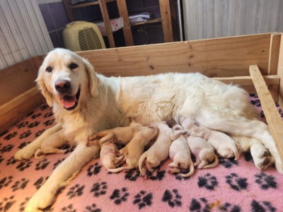 Les chiots de Golden Retriever