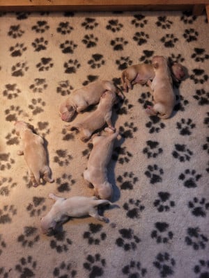 Les chiots de Golden Retriever
